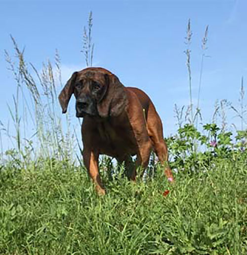 Jagdhundewesen