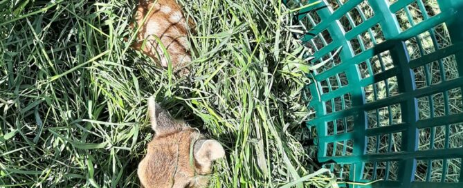 jungwildsuche rehkitz im Korb