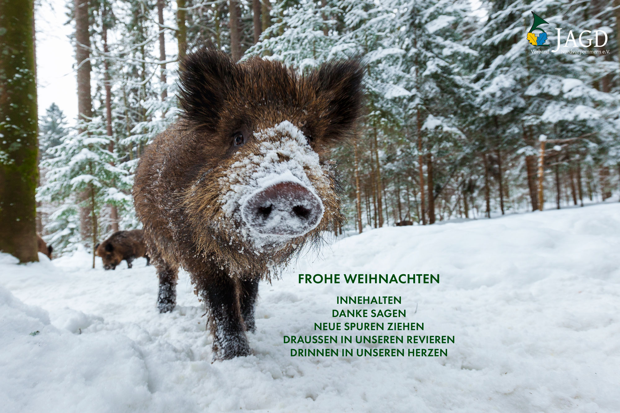 Weihnachtsgrüße des Jagdverbandes Nordvorpommern 2024 mit wildschein im schnee