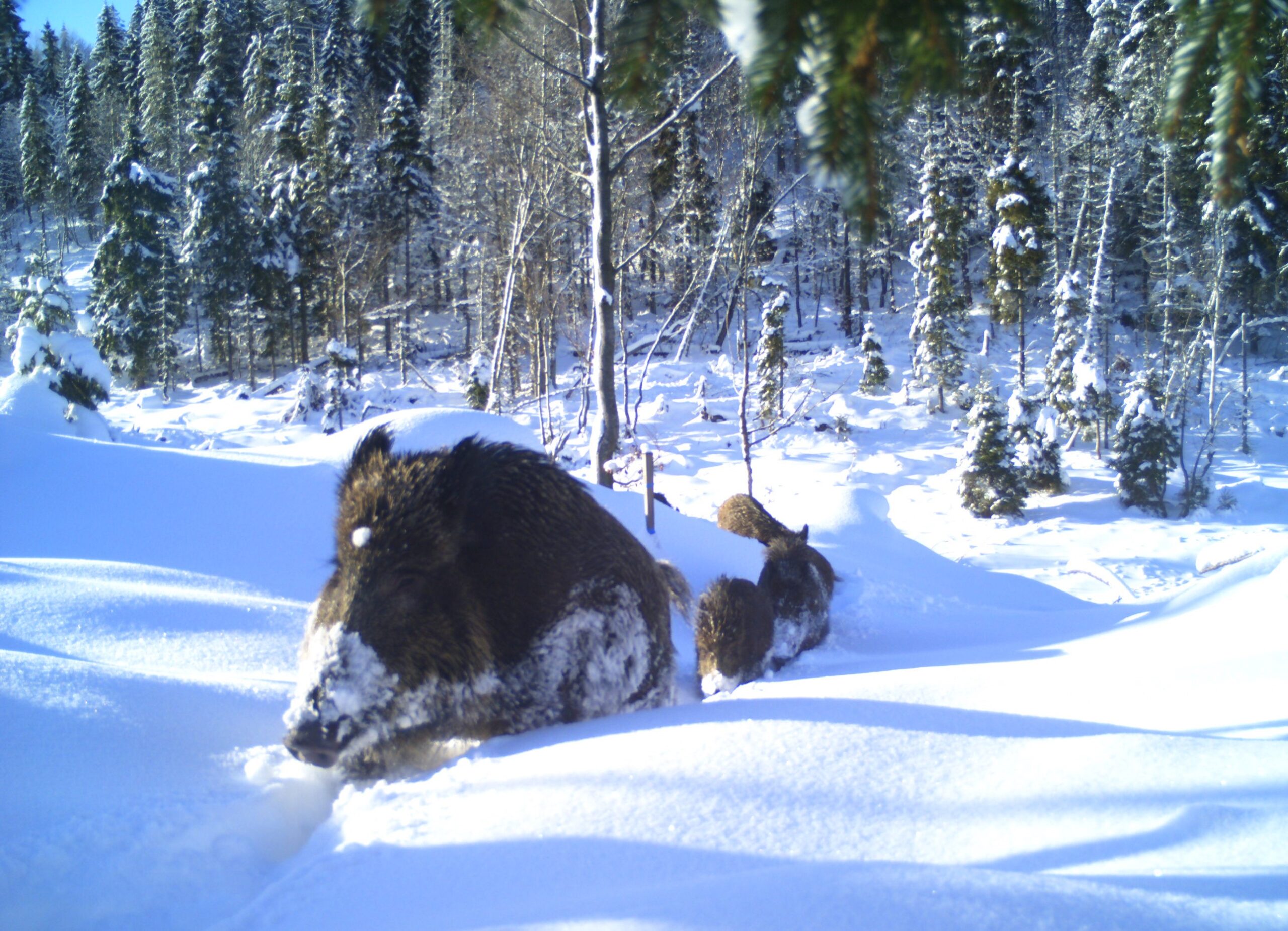 Schwarzwildfamilie Schwarzwildfamilie