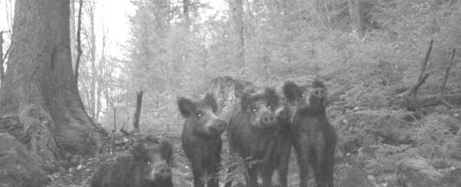 Schwarzwild Familie