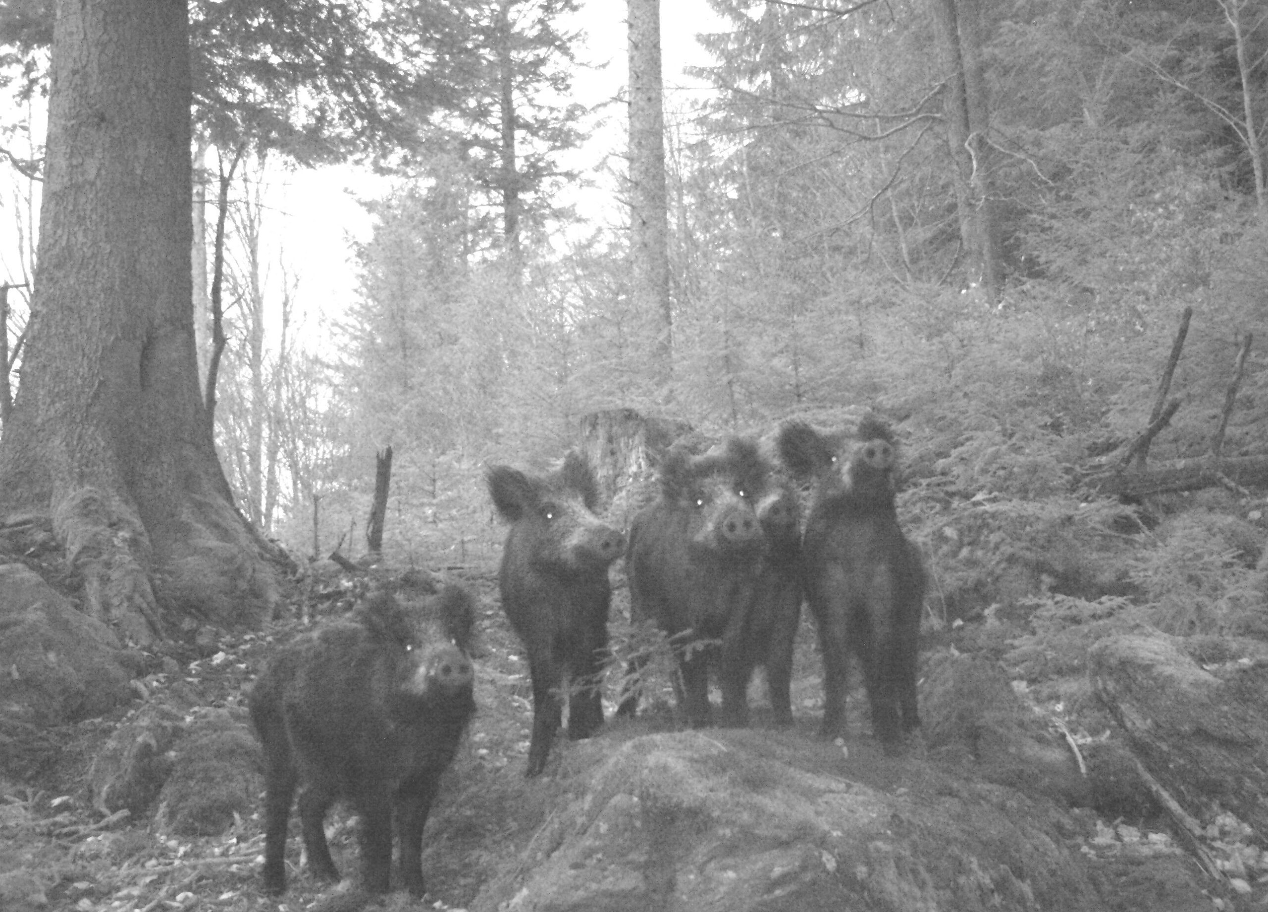 Schwarzwild Familie