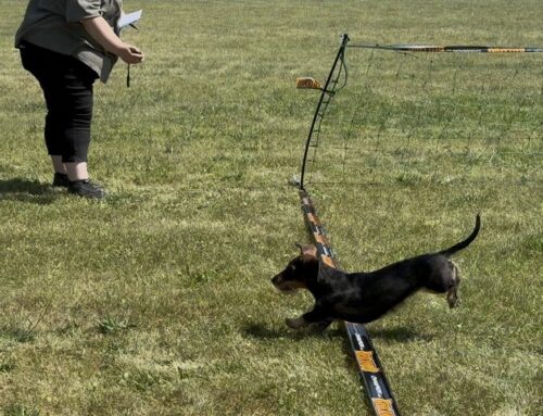 1. Landesmeisterschaft im Dackelrennen