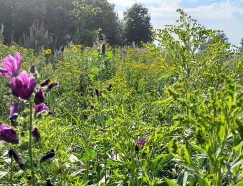 Hegearbeit funktioniert auch vereinsübergreifend….