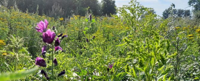 JVN_Hegeringsarbeit Blumenwiese