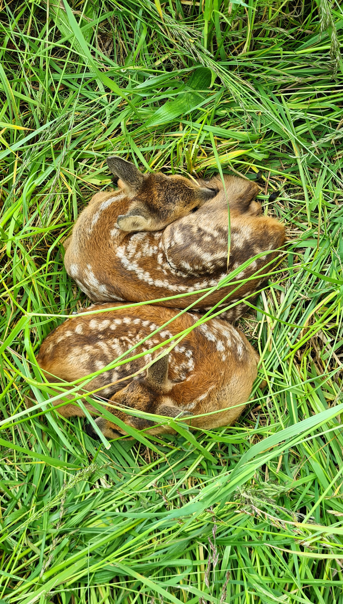 Zwillinge-sind-bei-gut-genaerten-jungen-Ricken-keine-Seltenheit