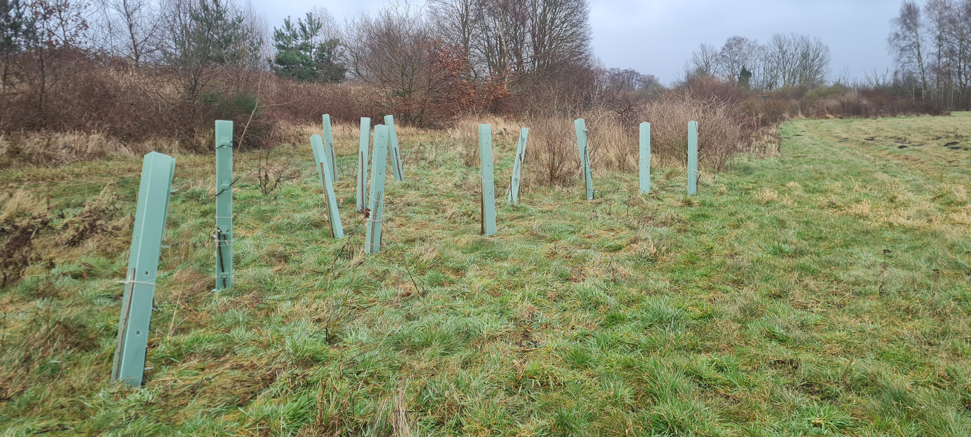 die-ersten-Jahre-müssen-die-jungen-Bäume-vor-dem-Verbiss-geschützt-und-gepflegt-werden