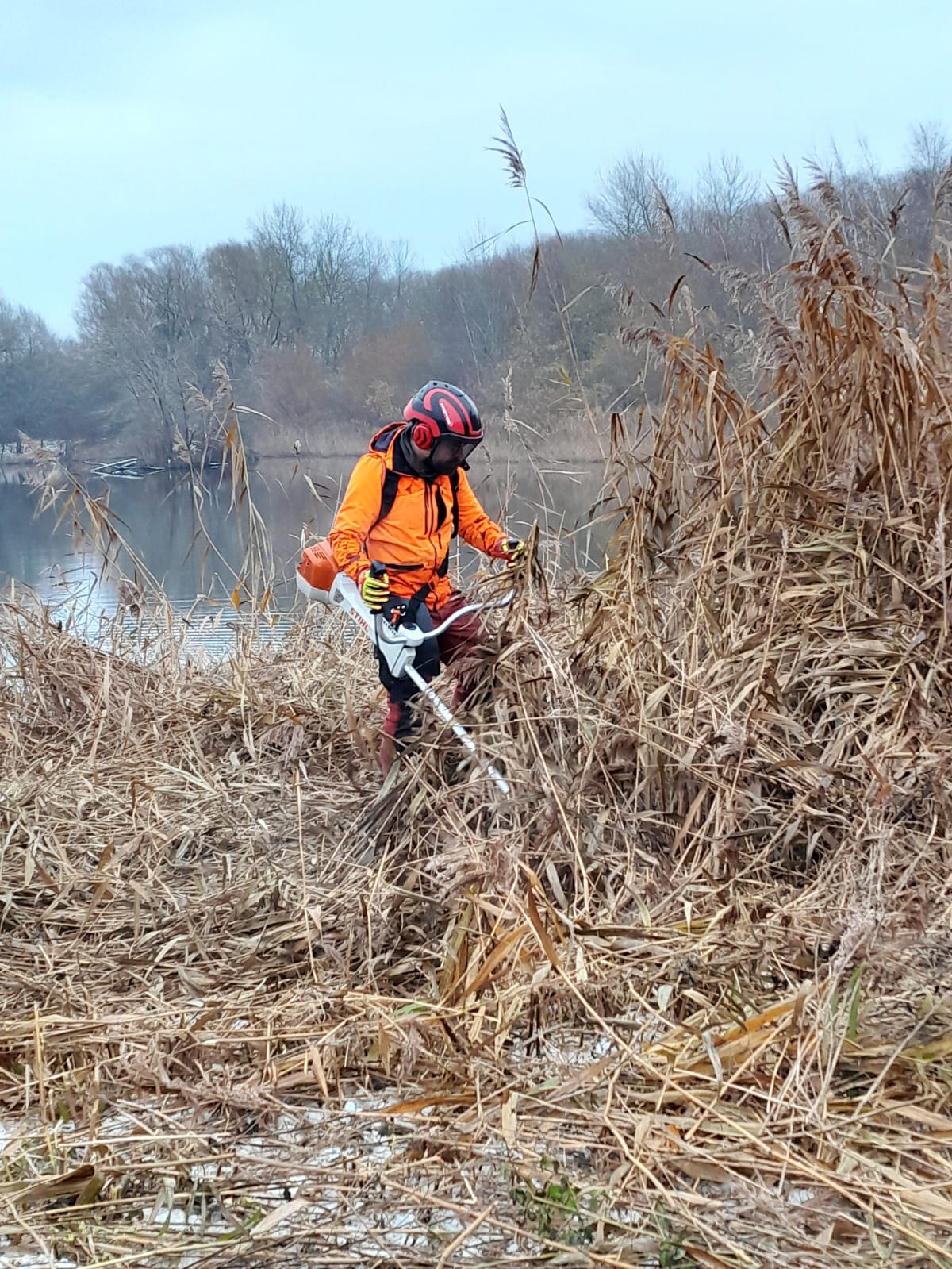 Der hohe Bewuchs muss weg. Die Fluss-Seeschwalben brauchen eine freie Böschung