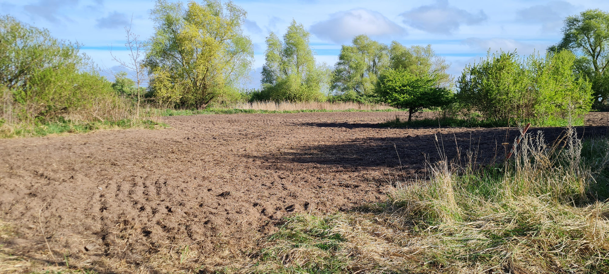 eine-neue-Insektenwiese-ist-am-entstehen