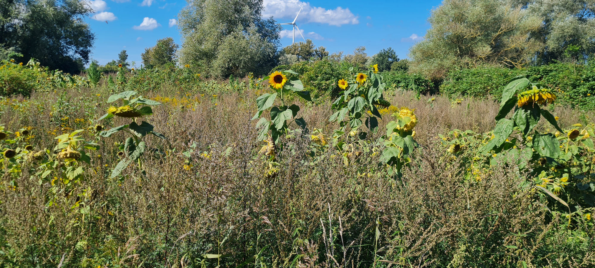 jv-hegeringarbeit-sonnenblumen