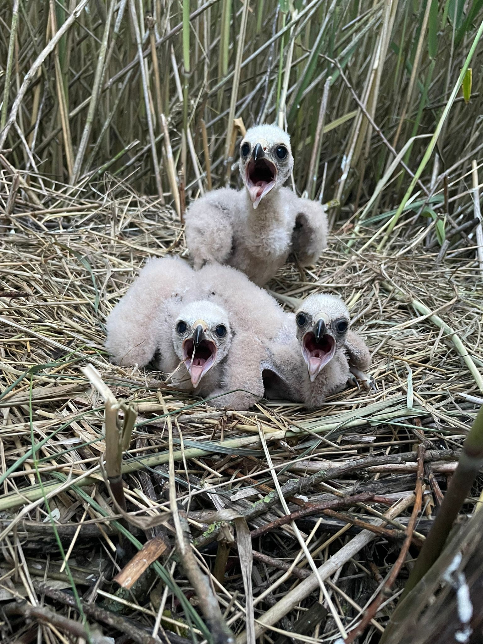 durch-den-Hegering-Semlow-Eixen-bei-der-Jungwildortung-gefundenes-und-gesichertes-Nest-einer-geschützten-Rohrweihe