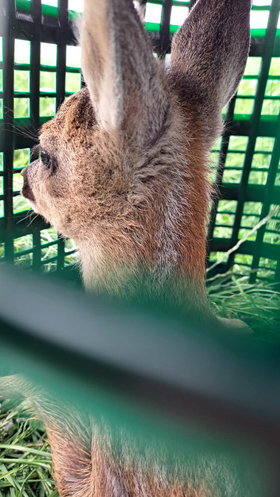 ein-gesichertes-Kitz-im-Korb-wartet-auf-das-Ende-der-Mahd-