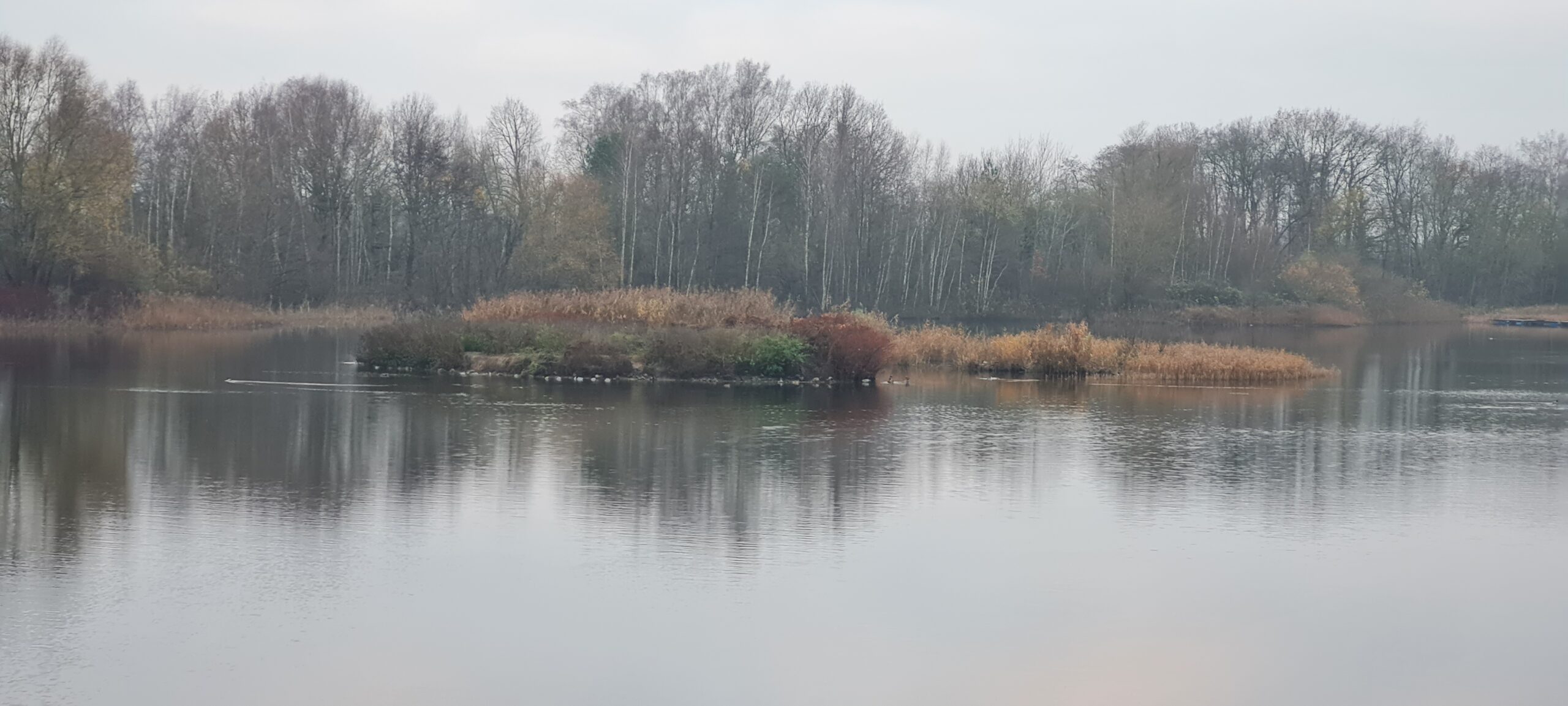 Die kleine zugewucherte Insel im Bernsteinsee