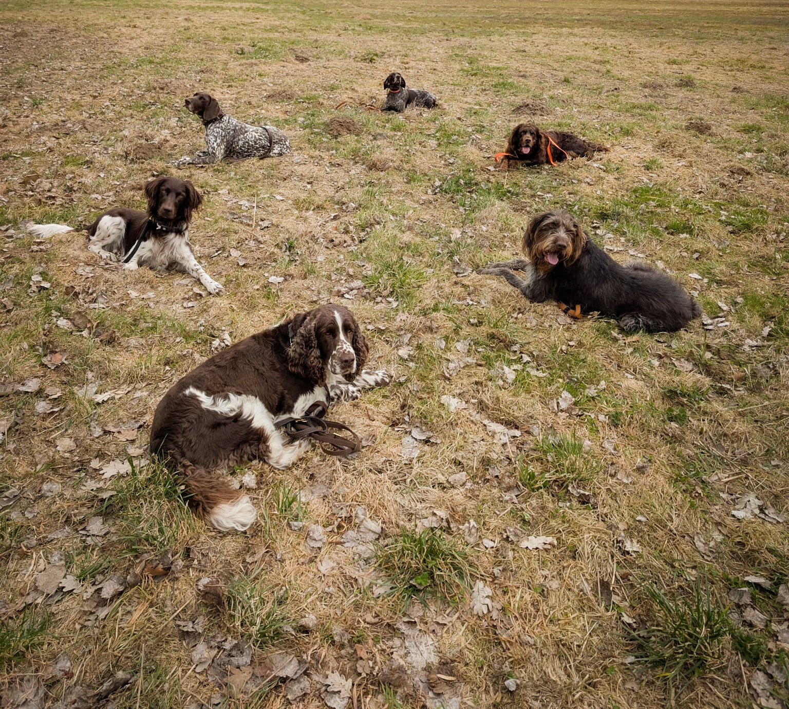 JVN Hundetraining Abtshagen